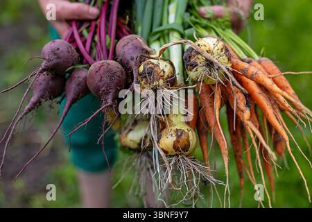 Légumes racines fraîchement récoltés du jardin. Gros plan d'une personne tenant des grappes de carottes fraîchement creusées, betteraves et oignons, encore recouvertes de riches Banque D'Images