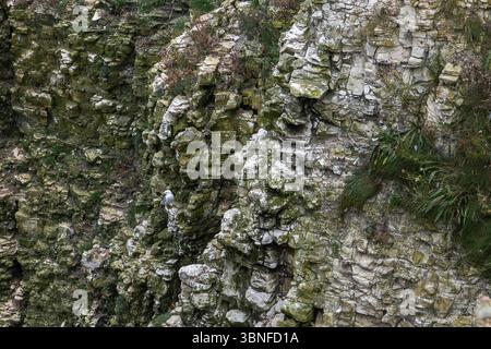 Une mouette solitaire perchée sur une falaise accidentée, un moment calme d'isolement et d'équilibre dans un environnement naturel et sauvage. Banque D'Images