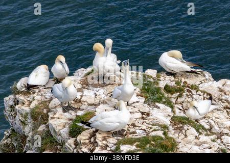 Gannets du Nord se reposant et se prélassant sur un rebord de falaise de craie dans une colonie d'oiseaux de mer animée sur la côte du Yorkshire. Banque D'Images