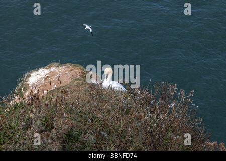 Un Gannet du Nord perché sur une falaise côtière tandis qu'un autre glisse au-dessus de la mer, un moment frappant depuis les falaises de reproduction de la côte du Yorkshire. Banque D'Images