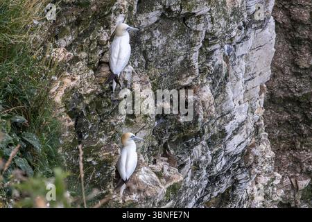 Les Gannets du Nord nichent sur une falaise spectaculaire au-dessus de la mer à Bempton Cliffs, une destination touristique populaire dans le Yorkshire. Banque D'Images
