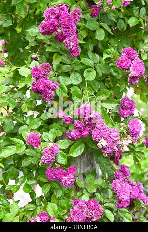 Fleurs d'été violettes de rose rambler violette, Rosa Bleu Magenta dans le jardin britannique juin Banque D'Images