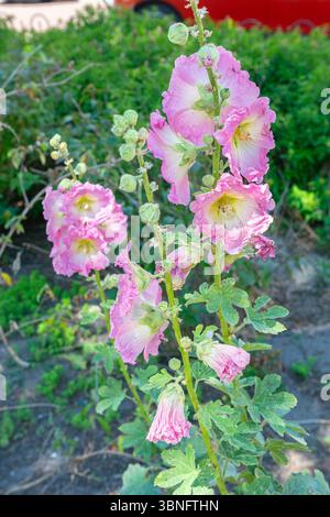Rose à fleurs de lollyhock commun (Alcea rosea) Banque D'Images