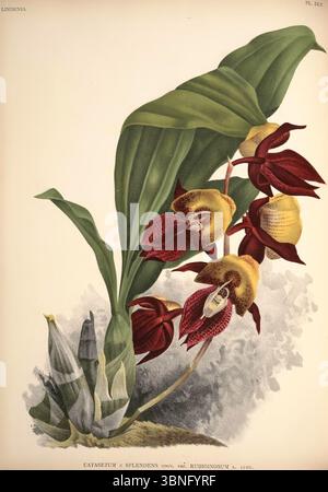 Lindenia - iconographie des Orchidees - planche 555. Banque D'Images