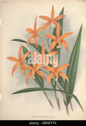 Lindenia - iconographie des Orchidees - planche 533. Banque D'Images