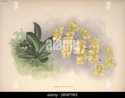 Lindenia - iconographie des Orchidees - planche 498. Banque D'Images
