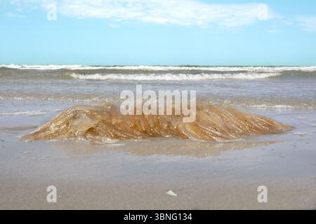 Masse gélatineuse contenant des milliers de petits œufs du calmar européen, échoués sur la plage Banque D'Images
