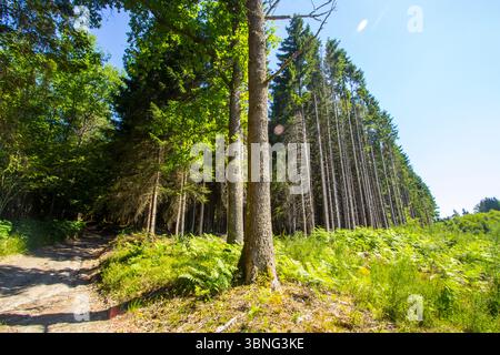 Sentier de randonnée à travers la forêt dans les montagnes des Ardennes en Belgique en été. C'était une chaude sorcière d'été commencée à Ognies. Nous étions Banque D'Images