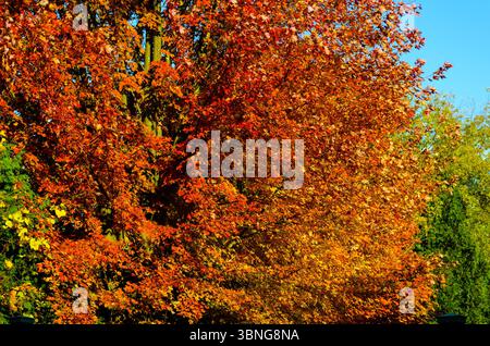 Grand érable rouge aux couleurs d'automne encadré par des arbres verts et un ciel bleu Banque D'Images