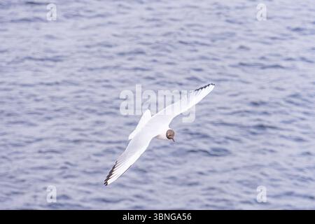 L'image montre une mouette survolant un océan, exprimant la liberté et la beauté de la nature, elle pourrait inspirer des sentiments d'exploration, d'aventure ou de tranquillité Banque D'Images