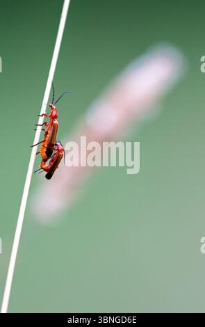 Coléoptère soldat rouge commun Rhagonycha fulva une paire s'accouplant sur une tige d'herbe sèche dans le nord du Norfolk, Royaume-Uni Banque D'Images