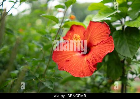 Gros plan d'une fleur d'hibiscus rouge vif en pleine floraison Banque D'Images