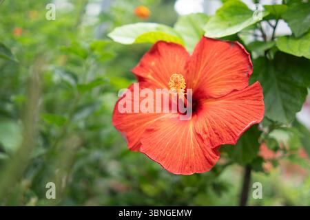 Gros plan d'une fleur d'hibiscus rouge vif en pleine floraison Banque D'Images