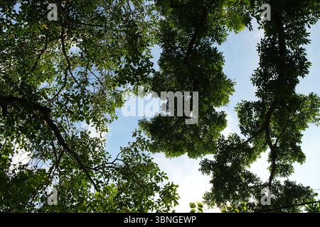 Sunlit Tree Canopy vue rapprochée sur le feuillage vert luxuriant et la lumière du soleil Banque D'Images