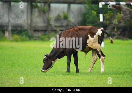 Une vache brune et blanche se tient dans un champ vert par une journée ensoleillée Banque D'Images