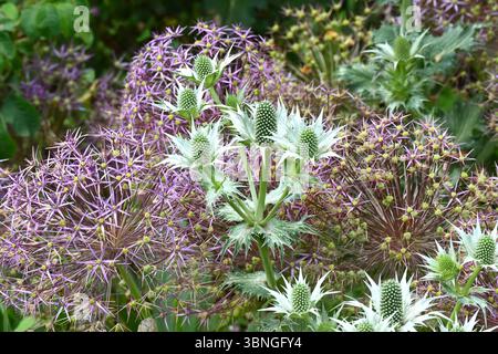 Plantation d'été mixte à la frontière d'Eryngium giganteum, le fantôme de Miss Willmott et des têtes de graines d'oignon ornemental Allium Christophii dans le jardin britannique juin Banque D'Images