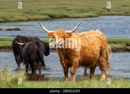 Bétail des Highlands pâturant sur pâturages bruts, Pennyghael, île de Mull, Écosse, Royaume-Uni Banque D'Images