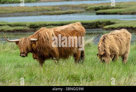 Bétail des Highlands pâturant sur pâturages bruts, Pennyghael, île de Mull, Écosse, Royaume-Uni Banque D'Images