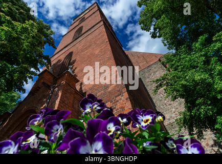 Prise de vue à angle très bas d'une église allemande en briques rouges avec des pansies florissantes au premier plan et un ciel bleu vif au-dessus de vous. Banque D'Images