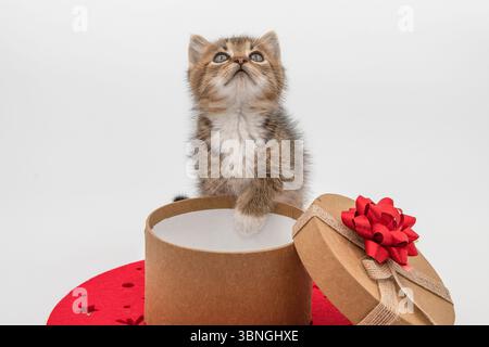 Chaton tabby mignon assis dans une boîte cadeau ouverte avec un arc rouge sur un napperon rouge, parfait pour les thèmes de vacances et de Noël. Banque D'Images