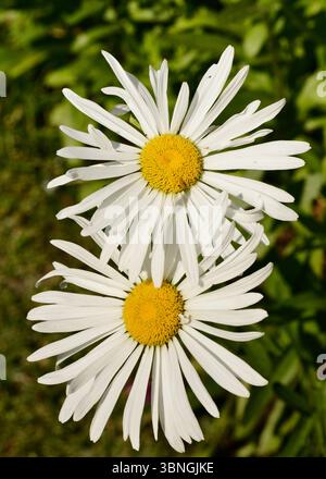 Paire de Marguerite géante Leucanthemum maximum ou max chrysanthème, Marguerite de type Shasta en fleur Banque D'Images