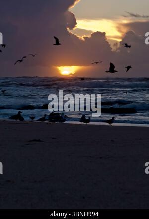 Un beau coucher de soleil sur l'océan avec des mouettes volant dans le ciel et se reposant sur la plage. Banque D'Images