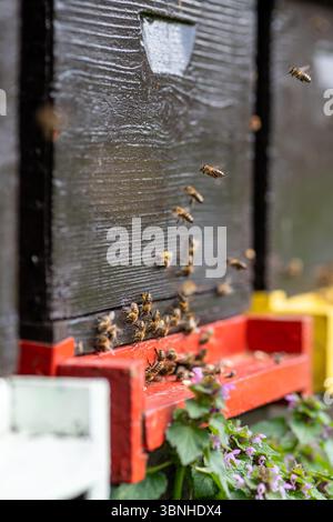 Abeilles à miel volant autour de l'entrée colorée de ruches d'abeilles lors d'une journée d'été lumineuse Banque D'Images