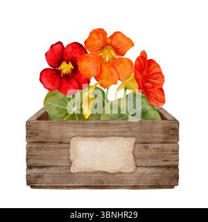 Fleurs de nasturtium rouge colorées dans une jardinière en bois rustique, parfaites pour rehausser la décoration et l'esthétique du jardin. Objet aquarelle isole dessiné à la main. Banque D'Images