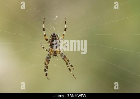Araignée de jardin européenne (Araneus diadematus) adulte dans sa toile d'araignées, Angleterre, Royaume-Uni, Europe Banque D'Images