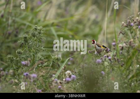 Volaille d'or européenne (Carduelis carduelis) oiseau adulte sur têtes de graines de chardon rampant (Cirsium arvense), Angleterre, Royaume-Uni, Europe Banque D'Images
