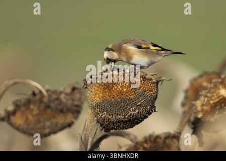 Orfèvre d'Europe (Carduelis carduelis) oiseau adulte se nourrissant sur une tête de tournesol, Angleterre, Royaume-Uni, Europe Banque D'Images