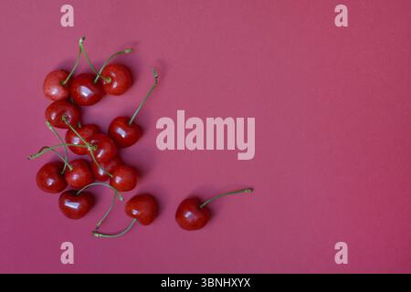 Cerises douces avec fond rouge, Prunus avium, cerise d'oiseau Banque D'Images