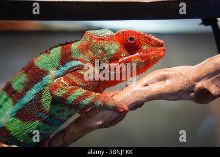 Gros plan d'un caméléon panthère coloré affichant un camouflage rouge et vert sur une branche Banque D'Images