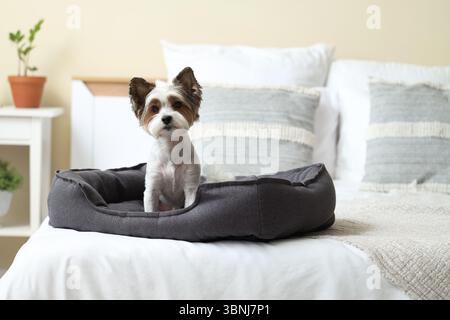 Chien mignon Biewer Terrier assis dans un lit pour animaux domestiques à la maison Banque D'Images