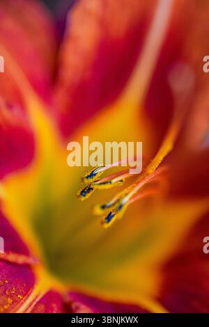 Gros plan macro mettant en valeur les couleurs vives et les détails complexes d'une fleur de lys de tigre, mettant en valeur ses pétales orange et jaune frappants Banque D'Images