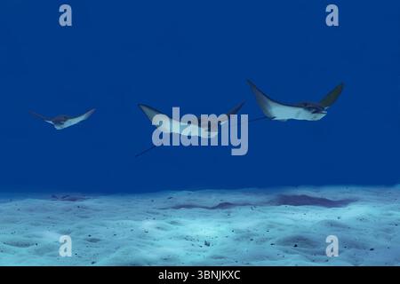 Un trio de raies aigle tachetées nage gracieusement sur les fonds marins sablonneux dans les eaux cristallines des Maldives, affichant leurs motifs distinctifs Banque D'Images