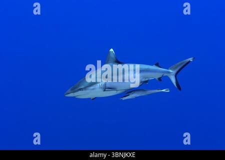 Un requin gris de récif, Carcharhinus amblyrhynchos, nage dans l'océan bleu profond accompagné de remords, Echeneis naucrates, attachés à son corps. Capturé Banque D'Images