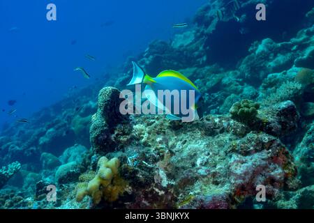 Acanthurus leucosternon, un tang bleu poudré, glisse gracieusement sur les récifs coralliens vibrants des Maldives, mettant en valeur son corps bleu vif, Yellow Do Banque D'Images