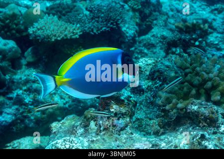 Acanthurus leucosternon, un tang bleu poudré, glisse gracieusement sur les récifs coralliens vibrants des Maldives, mettant en valeur son corps bleu vif, Yellow Do Banque D'Images