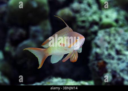 Un vif lyretail anthias nage gracieusement parmi les coraux vibrants dans le riche écosystème marin des Maldives. Les couleurs vives et les nageoires délicates du poisson Banque D'Images