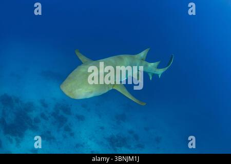 Un majestueux requin nourricier fauve glisse gracieusement à travers les eaux bleues cristallines des Maldives, mettant en valeur ses caractéristiques uniques et son presen serein Banque D'Images