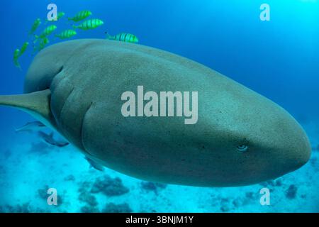 Un magnifique requin nourricier fauve glisse gracieusement à travers les eaux cristallines des Maldives, accompagné d'une école vibrante de poissons, point culminant Banque D'Images