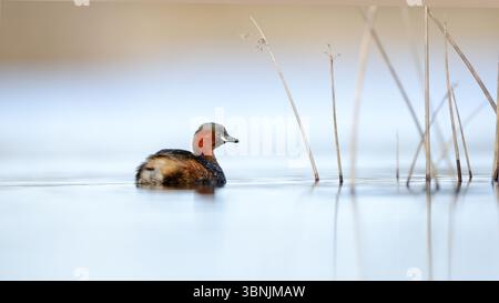 Un peu de grebe nage paisiblement dans les eaux sereines de Puebla de Beleña, en Espagne. L'atmosphère calme met en valeur la beauté naturelle de l'oiseau dans son h. Banque D'Images