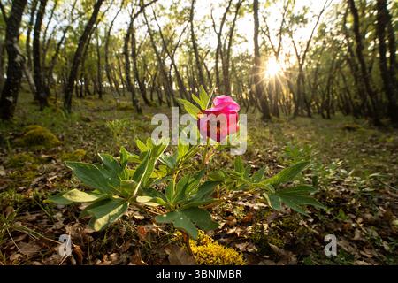 Une fleur de rose sauvage vibrante en pleine floraison se distingue sur la toile de fond ensoleillée d'une forêt printanière dense. La verdure luxuriante ajoute de la profondeur à cette captiva Banque D'Images