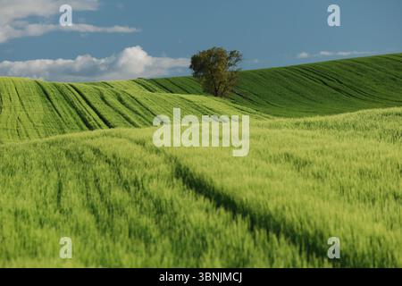 Des champs verdoyants s'étendent sur des collines ondulantes sous un ciel bleu éclatant. Un arbre solitaire se dresse majestueusement au loin, ajoutant du contraste au s. Banque D'Images