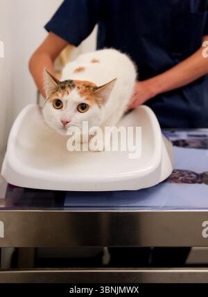 Un chat calico curieux est assis calmement sur la table d'examen tandis qu'un vétérinaire le tient doucement pour un bilan. Le cadre est un veter moderne et propre Banque D'Images