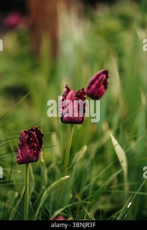 Les tulipes de perroquets rouges éclatantes fleurissent dans un jardin verdoyant et luxuriant, mettant en valeur leurs couleurs saisissantes et leurs pétales volants uniques. Un spectacle époustouflant de la nature Banque D'Images