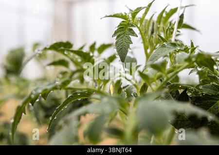 Image rapprochée de feuilles de tomates vertes fraîches avec des gouttes de rosée, mettant en valeur la vitalité et la beauté naturelle trouvées dans une ferme biologique. Idéal pour agricu Banque D'Images