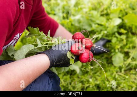 Une personne portant des gants cueille des radis frais dans une ferme biologique luxuriante, entourée d'un feuillage vert vibrant. L'image capture l'essence du Sustaina Banque D'Images