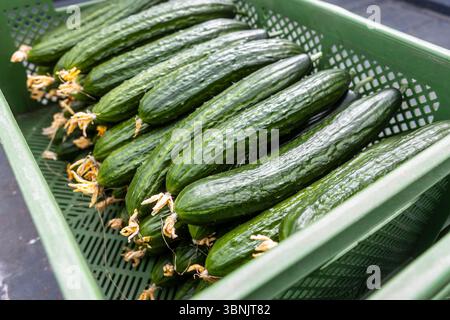 Une collection de concombres fraîchement récoltés est soigneusement disposée dans un panier vert sur une ferme biologique. La couleur verte éclatante souligne leur fraîcheur Banque D'Images